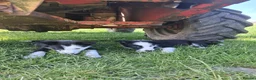 Border Collie dogs for sale: Border Collie pups for sale - Advert 5
