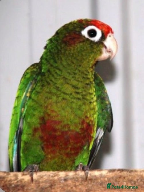 Conures birds Rare Rose crown Conure - Advert 2