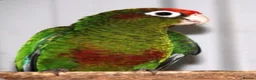 Conures birds for sale: Rare Rose crown Conure - Advert 2