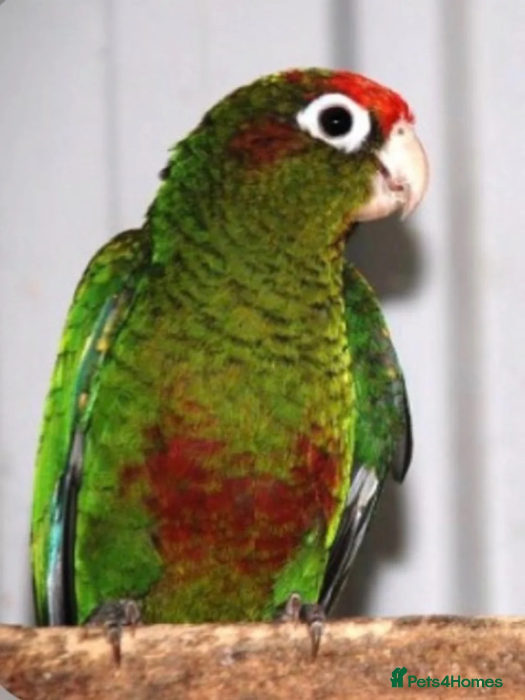 Conures birds for sale: Rare Rose crown Conure - Advert 2