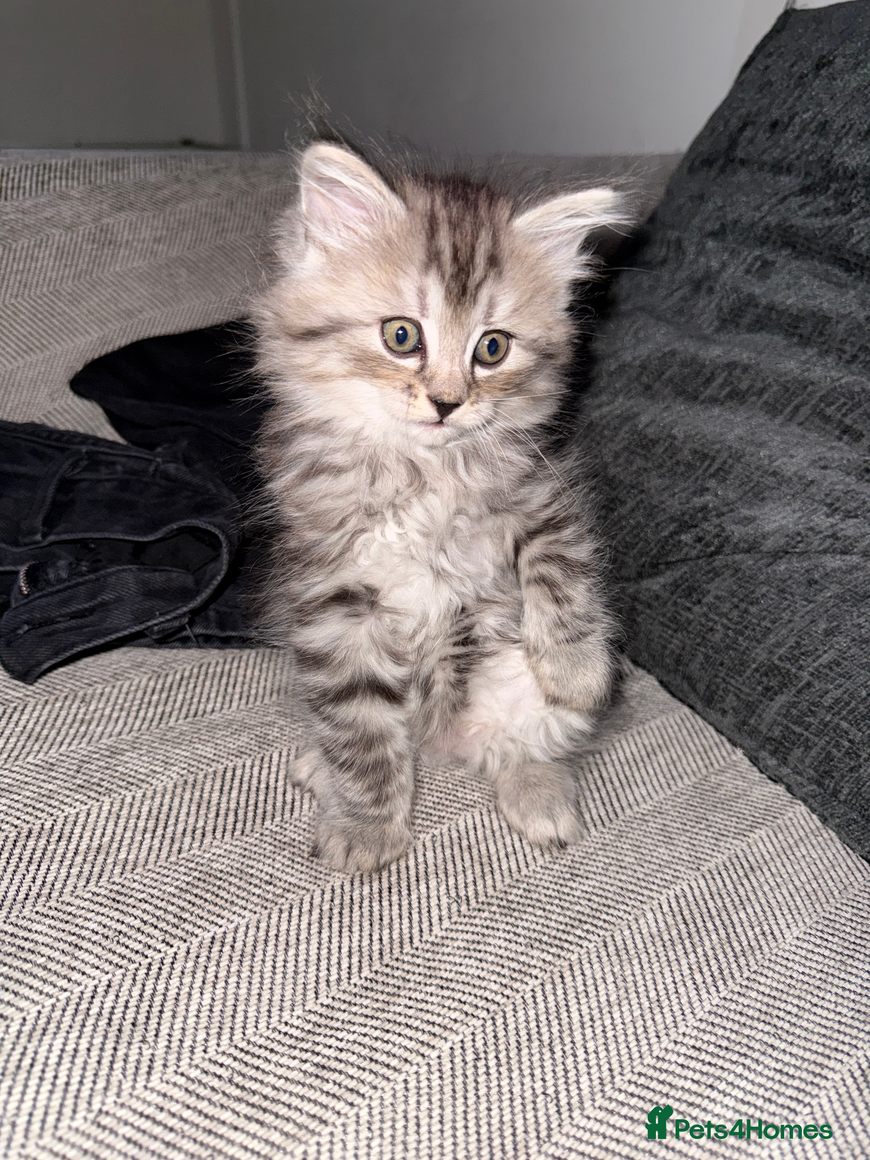 Persian cats PersianBSH silver, ginger & dark silver kittens 🩷 - Advert 4