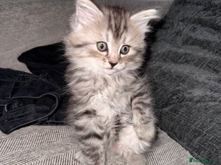 Persian cats PersianBSH silver, ginger & dark silver kittens 🩷 - Advert 1