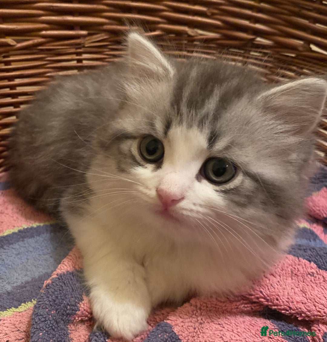 Mixed Breed cats for sale: Beautiful grey fluffy tabby kittens  - Advert 10