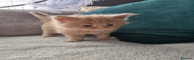 Maine Coon 3