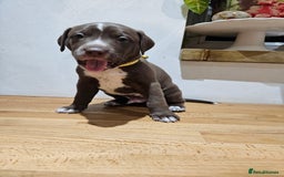 Mixed Breed dogs for sale: Litter of 7 dalmatian cross puppies - Image 11