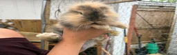 Mixed Breed rabbits for sale: Lionhead x Dwarf Lop double maned bunnies - Advert 5