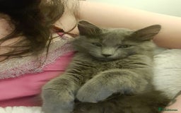 British Longhair cats for sale: British blue longhair - Image 8