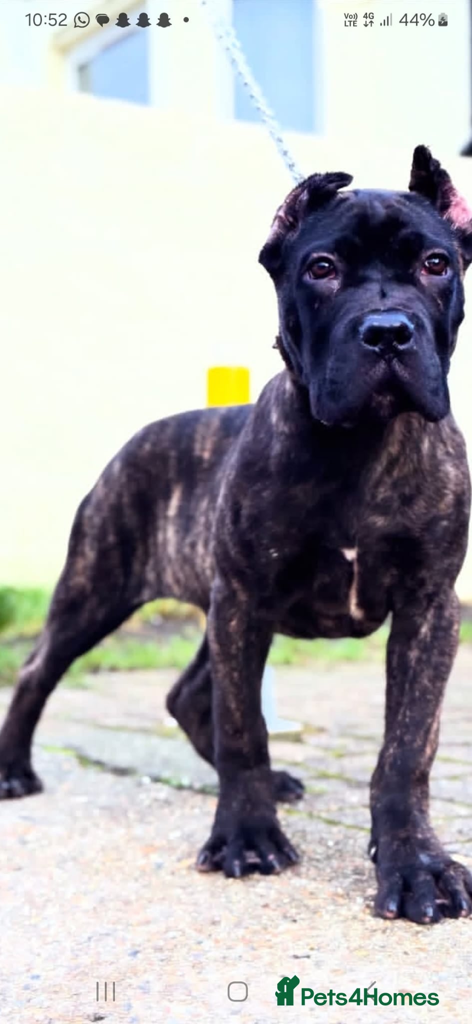 Cane Corso dogs Russian/Romanian/Serbian cane Corso pup  - Advert 18