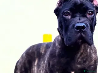Cane Corso dogs Russian/Romanian/Serbian cane Corso pup - Advert 18