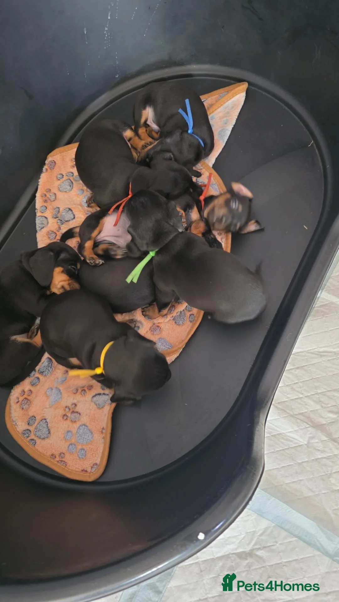 Miniature Dachshund dogs for sale: Pra clear miniature dachshund  - Advert 1