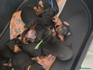 Miniature Dachshund dogs Pra clear miniature dachshund - Advert 1