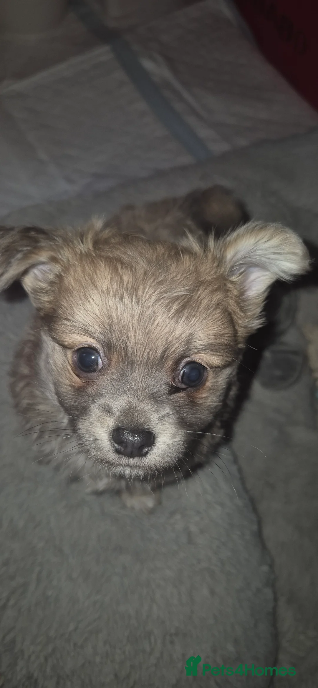 Chihuahua dogs for sale: Gorgeous Pedigree Chi Boy - Advert 9