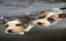 Mixed Breed dogs for sale: Siberian Husky X Staff/Lhasa Apso. Only 2 left!!  - Image 27