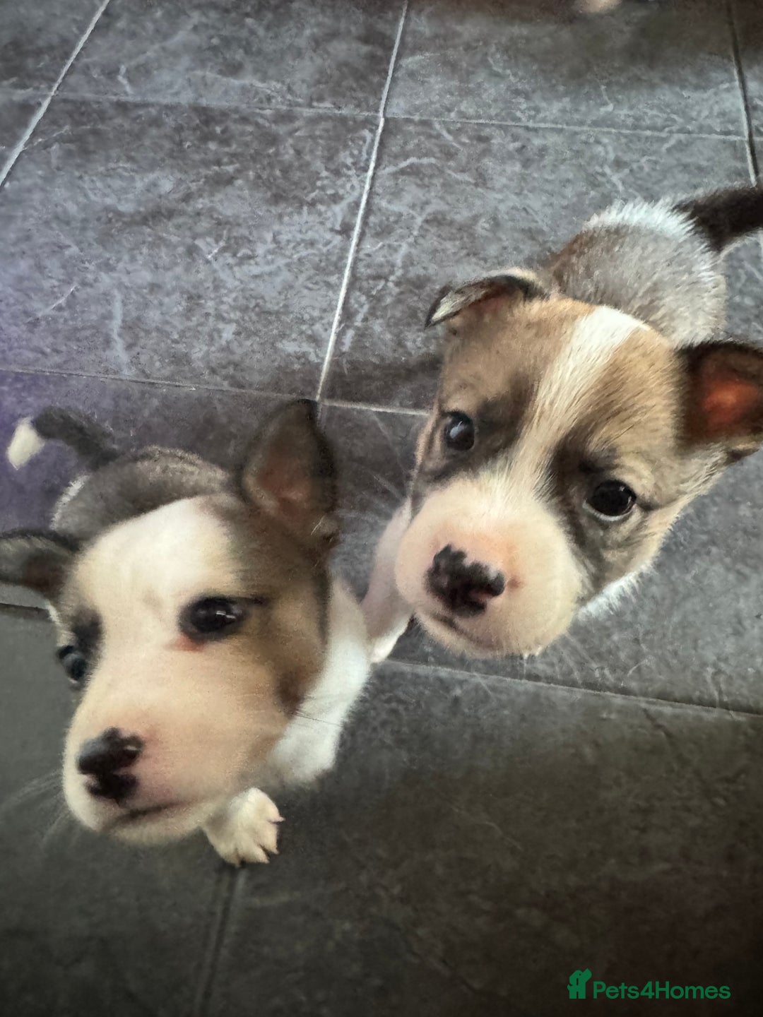 Mixed Breed dogs for sale: Siberian Husky X Staff/Lhasa Apso. Only 2 left!!  - Image 27