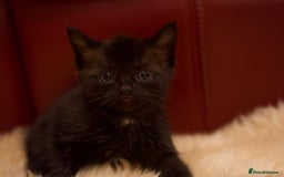 Mixed Breed cats for sale: Gorgeous Maine-Coon/Ragdoll/Bombay Mix Kittens!!! - Image 9
