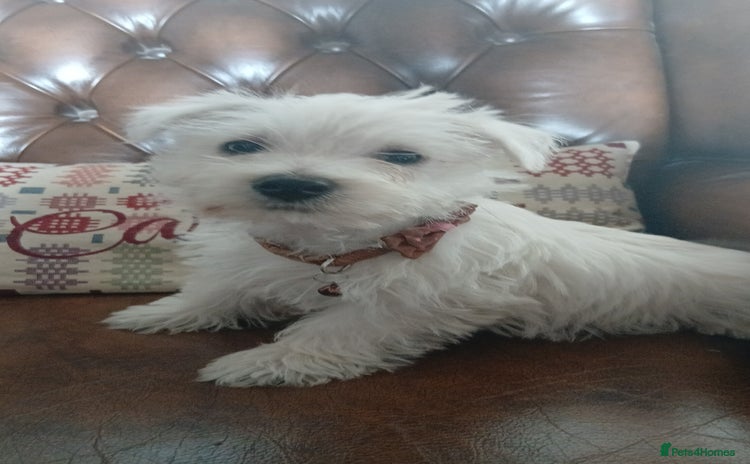 West Highland Terrier dogs - Advert 1