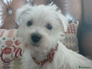 West Highland Terrier dogs - Advert 2