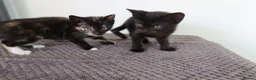 Domestic Shorthair cats for sale: Two 10 week kittens with Mother  - Advert 1