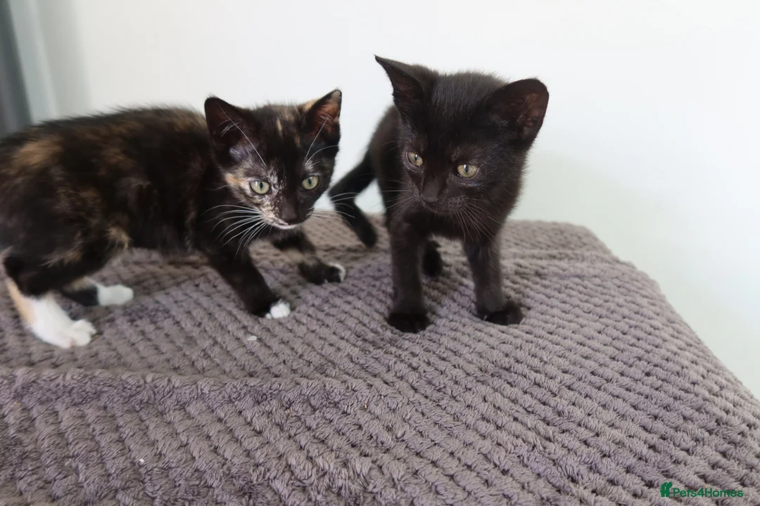 Domestic Shorthair cats for sale: Two 10 week kittens with Mother  - Advert 1