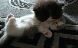 Scottish Fold cats for sale: 5month Scottish Fold - Image 10