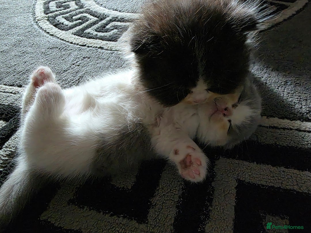 Scottish Fold cats for sale: 5month Scottish Fold - Image 10
