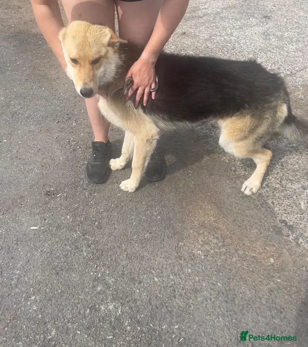 German Shepherd dogs for sale: 2 gorgeous boys looking for new home - Advert 4