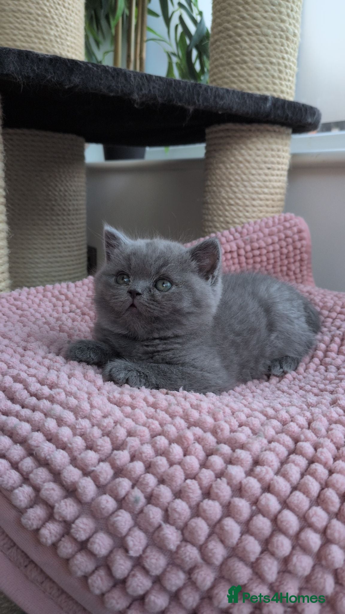 British Shorthair cats GCCF registered Kittens champion sired  - Advert 2