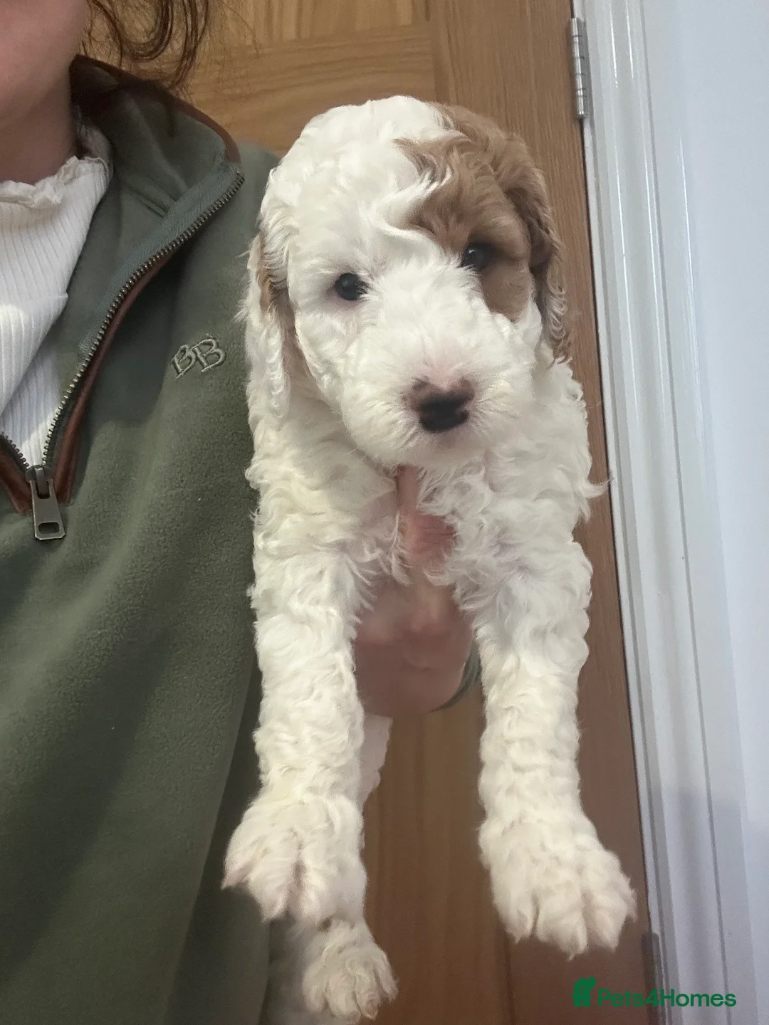 Australian Labradoodle dogs for sale: Beautiful, spoilt Austrian labradoodle puppies  - Advert 19