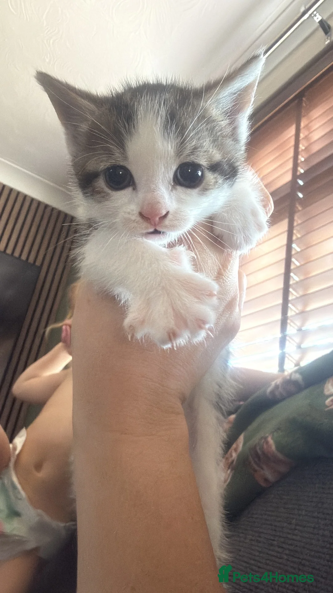 Mixed Breed cats for sale: 2 kittens for new homes in Chelmsford - Advert 2
