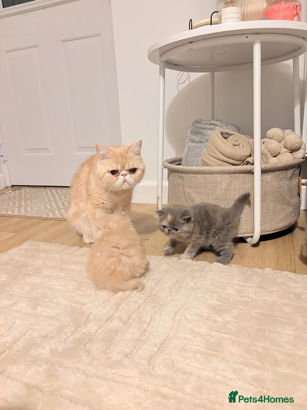 Persian cats for sale: STUNNING PERSIAN KITTENS🩷🩵 - Advert 8