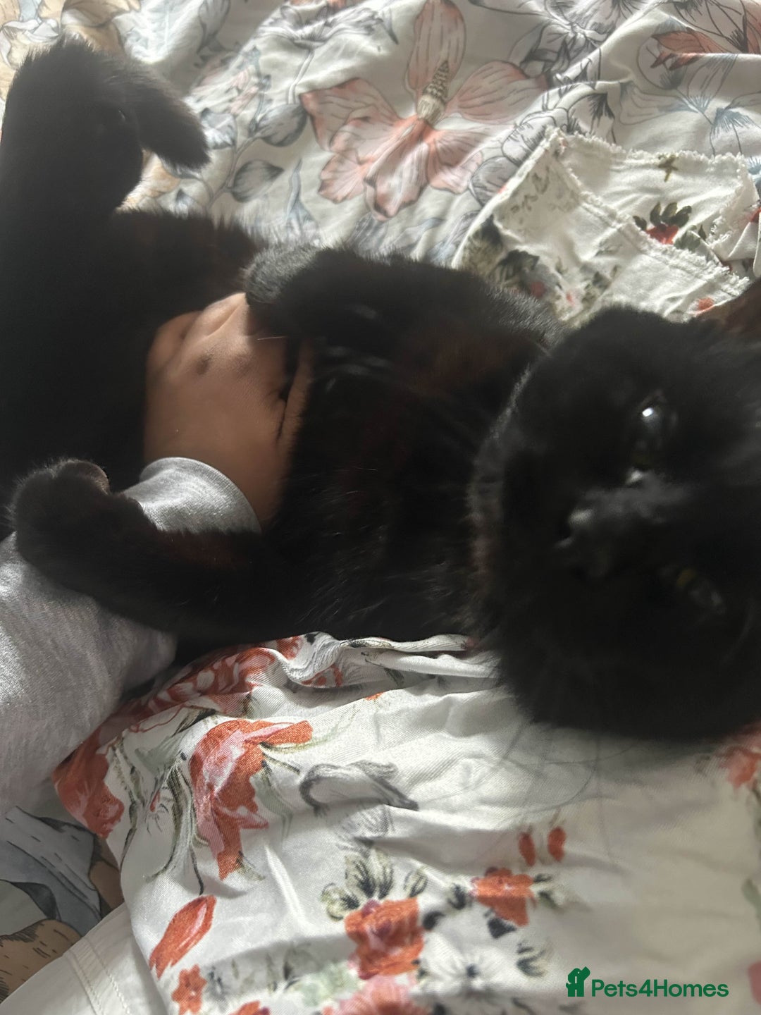 British Shorthair cats for sale: BLACK BRITISH SHORT HAIR CAT (comes with cat food) - Image 4