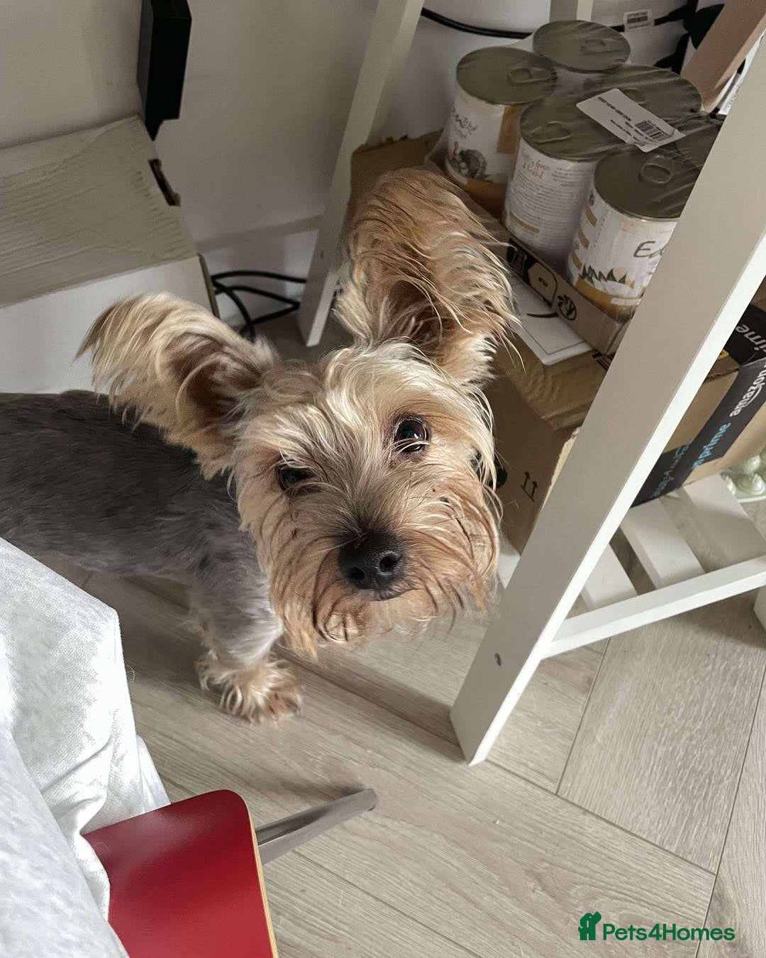 Mixed Breed dogs for adoption: Outgoing Osky - Advert 4