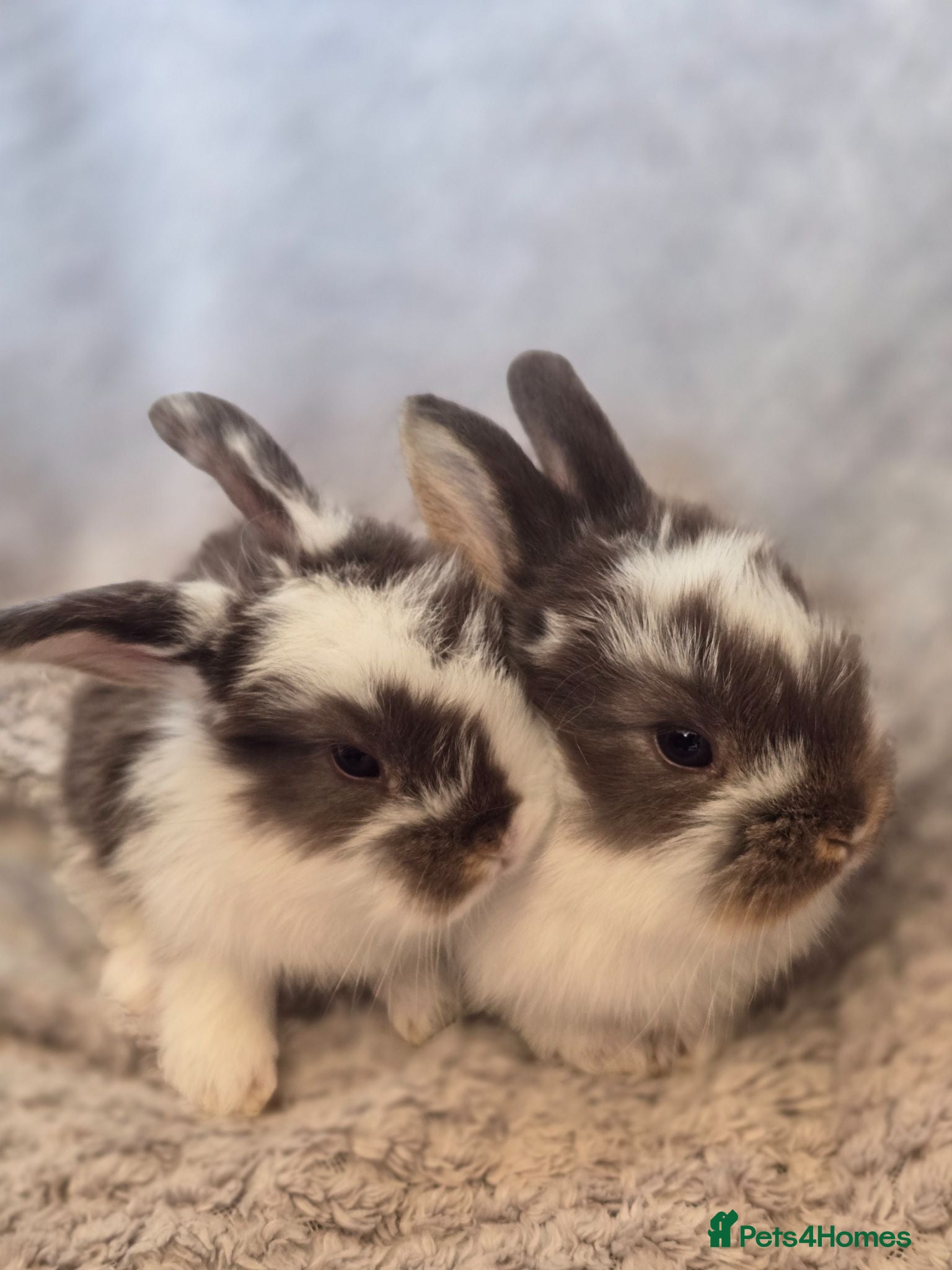 French Lop rabbits Pedigree Giant French Lop - Advert 2