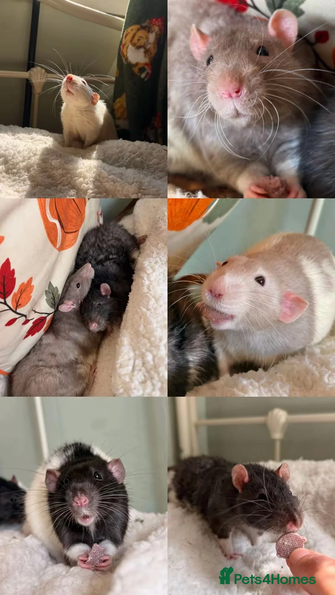 Rat rodents for sale: Forever Home Wanted Six Healthy Male Rats ❤️ - Advert 2