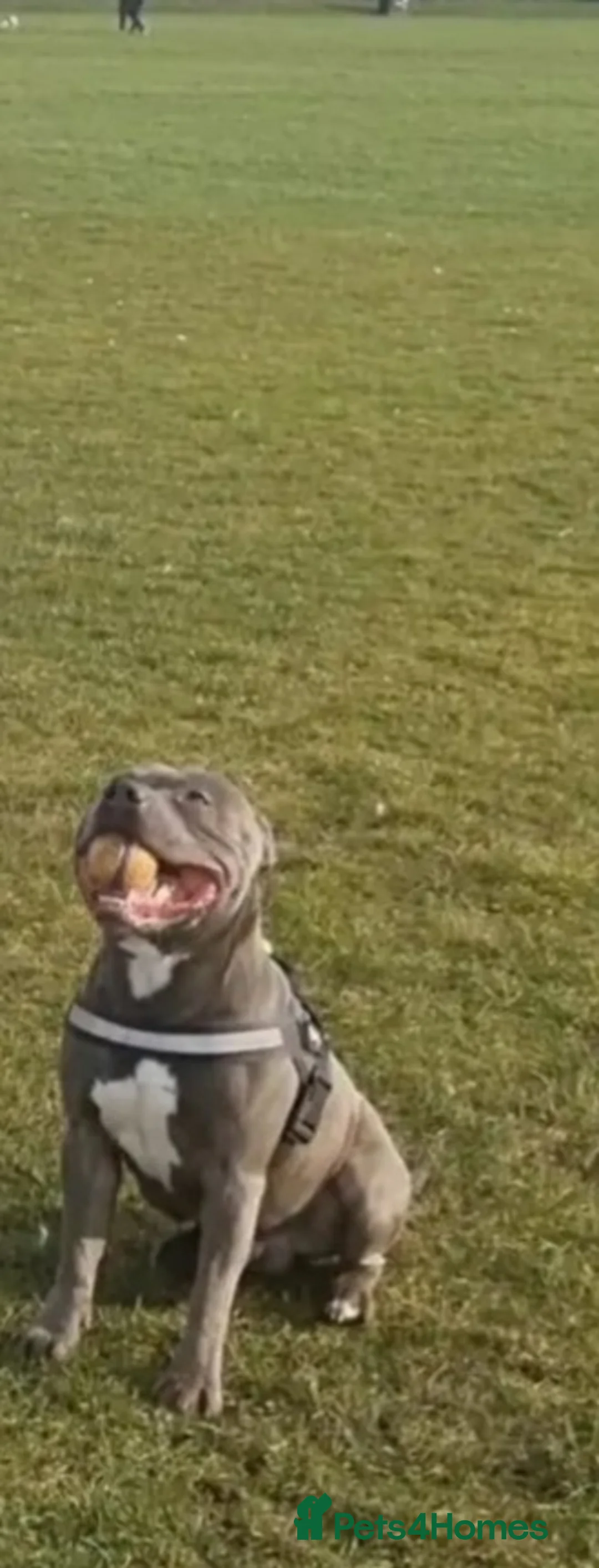 Staffordshire Bull Terrier dogs for stud: Proven Beautiful Blue Staff Stud in Walsall - Advert 7