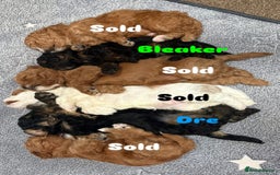 Cavapoo dogs for sale: 2 adorable male Cavapoo Puppies ! 🐾 - Image 5