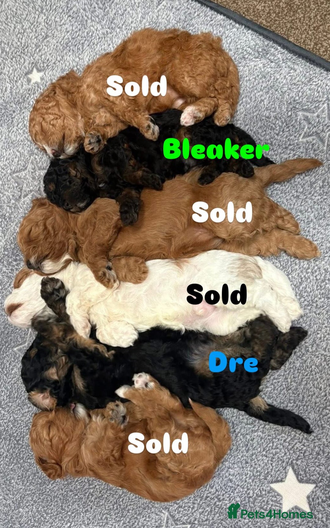 Cavapoo dogs for sale: 2 adorable male Cavapoo Puppies ! 🐾 - Image 5