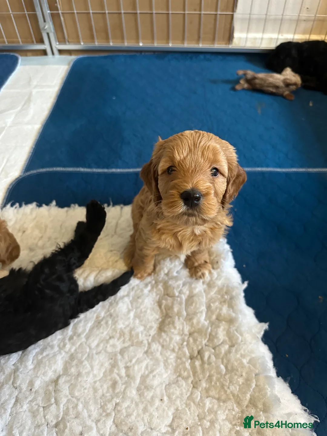 Mixed Breed dogs for sale: Sprockerpoo puppies looking for their forever home in Dunfermline - Advert 2