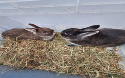 Netherland Dwarf rabbits for sale: Baby Netherland dwarf rabbits for sale £50 each  - Advert 1
