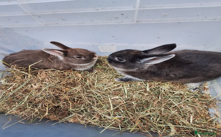 Netherland Dwarf rabbits Baby Netherland dwarf rabbits for sale £50 each  - Advert 1