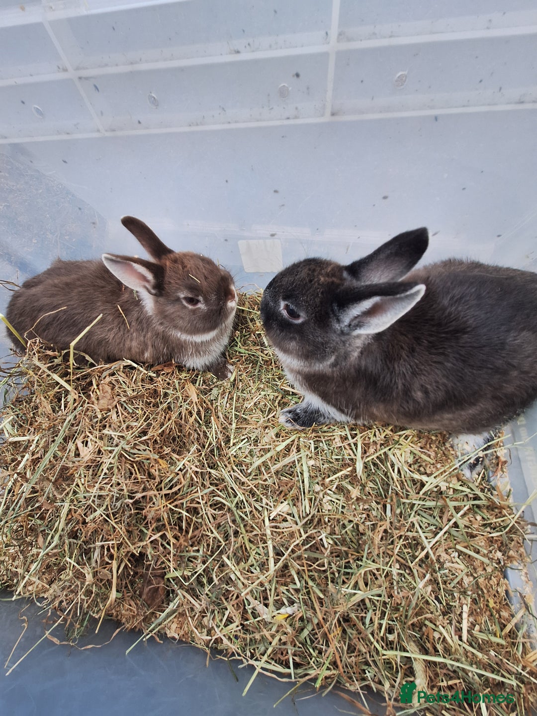 Netherland Dwarf rabbits for sale: Baby Netherland dwarf rabbits for sale £50 each  - Advert 1