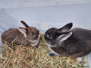 Netherland Dwarf rabbits Baby Netherland dwarf rabbits for sale £50 each - Advert 2