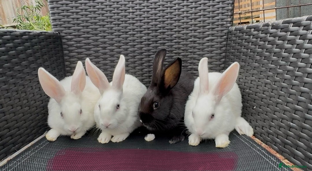 Mixed Breed rabbits for sale: 7 baby bunnies ready for new homes - Image 12