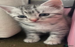 British Shorthair cats for sale: BSH silver tabby kittens - Image 3