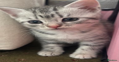 British Shorthair cats - Advert 15