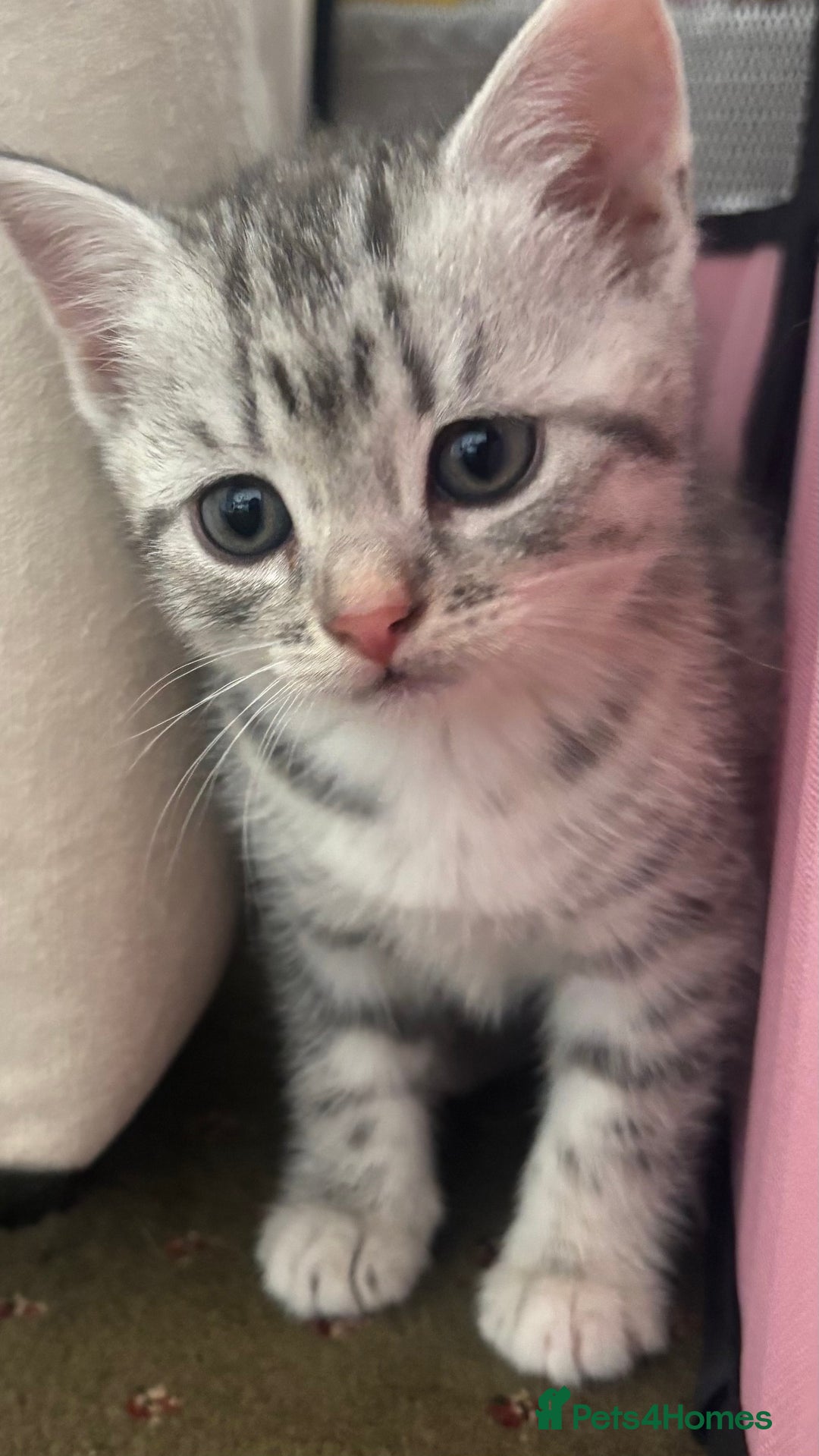 British Shorthair cats for sale: BSH silver tabby kittens - Image 3