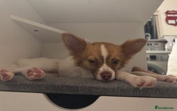 Chihuahua dogs for sale: Male Chihuahua 1 year old  - Image 1