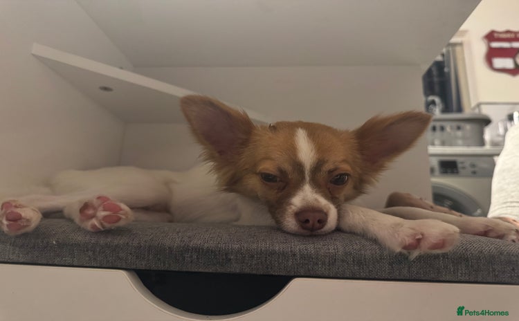 Chihuahua dogs - Advert 2