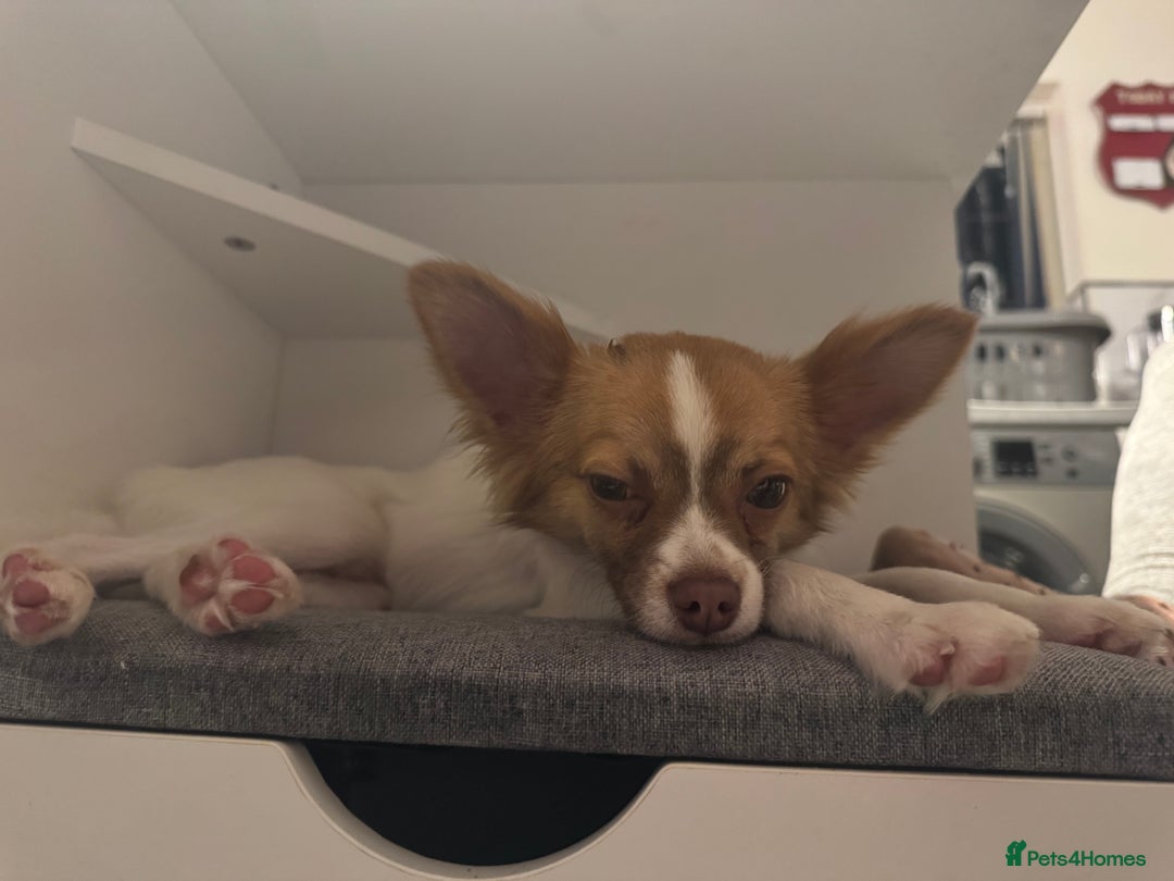 Chihuahua dogs for sale: Male Chihuahua 1 year old  - Image 1