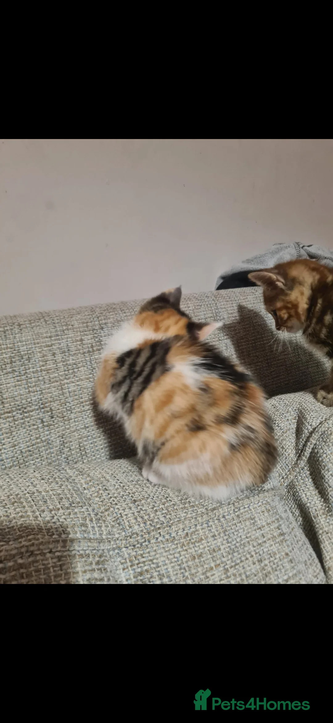 Mixed Breed cats for sale: 10 week old kittens (ready by 5th march) - Advert 16